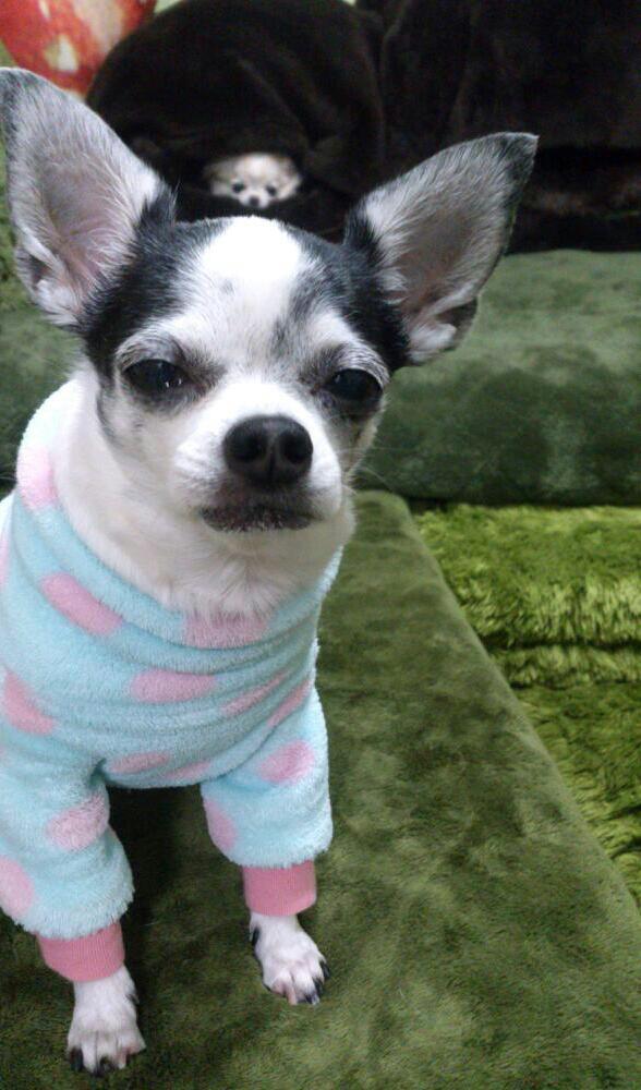 Kazuko Ogawa �S�X���� �S�V�b�N �����[�^ �f�U�C�i�[