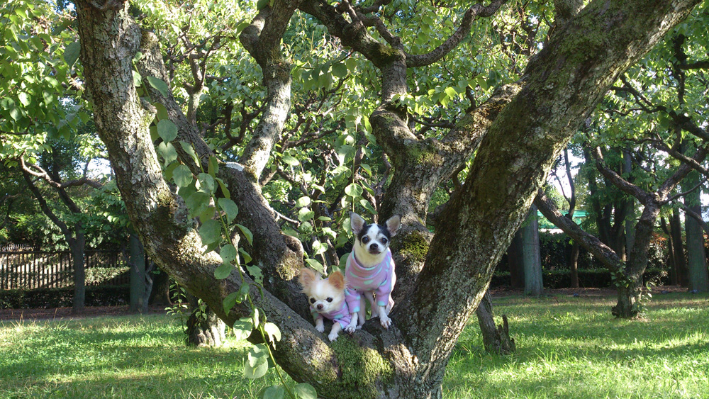 Kazuko Ogawa �S�X���� �S�V�b�N �����[�^ �f�U�C�i�[