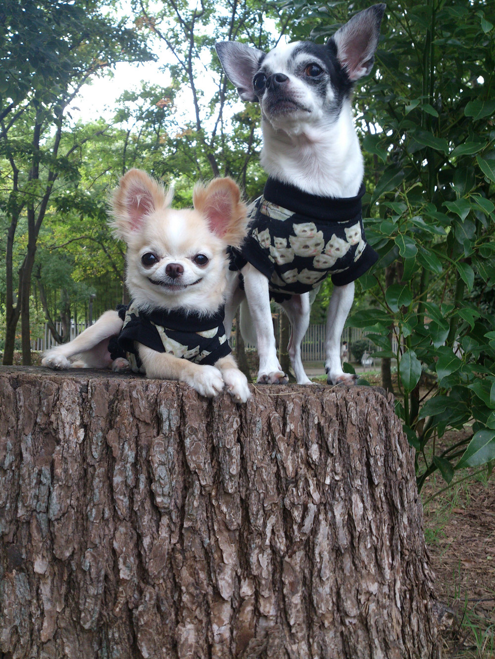 Kazuko Ogawa �S�X���� �S�V�b�N �����[�^ �f�U�C�i�[