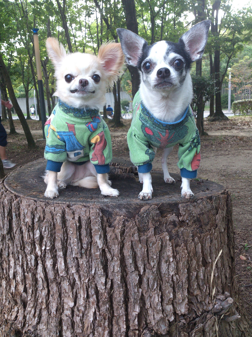 Kazuko Ogawa �S�X���� �S�V�b�N �����[�^ �f�U�C�i�[