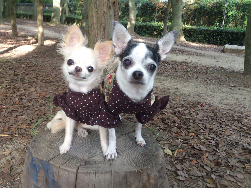 Kazuko Ogawa �S�X���� �S�V�b�N �����[�^ �f�U�C�i�[