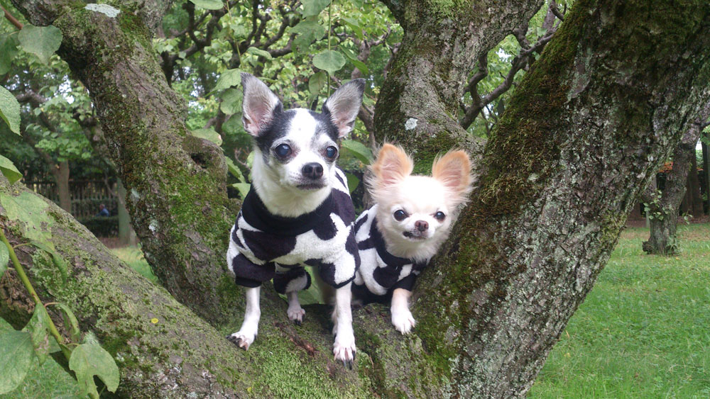 Kazuko Ogawa �S�X���� �S�V�b�N �����[�^ �f�U�C�i�[