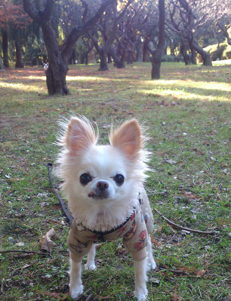 Kazuko Ogawa �S�X���� �S�V�b�N �����[�^ �f�U�C�i�[