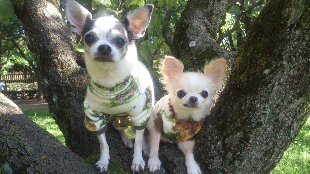 Kazuko Ogawa �S�X���� �S�V�b�N �����[�^ �f�U�C�i�[