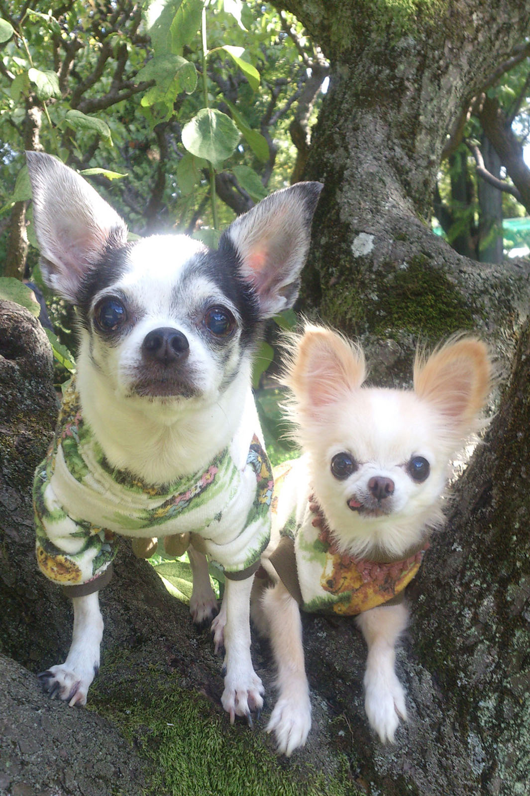 Kazuko Ogawa �S�X���� �S�V�b�N �����[�^ �f�U�C�i�[