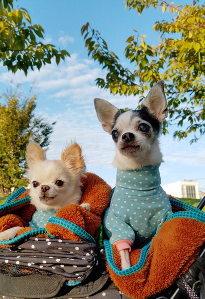 Kazuko Ogawa �S�X���� �S�V�b�N �����[�^ �f�U�C�i�[