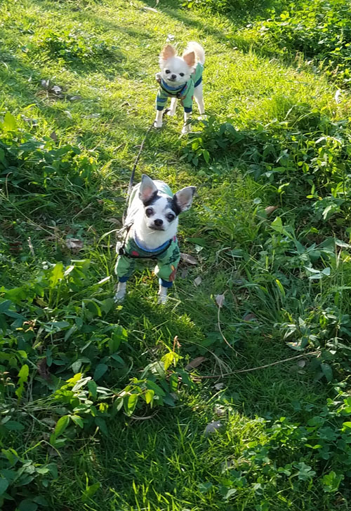 Kazuko Ogawa �S�X���� �S�V�b�N �����[�^ �f�U�C�i�[