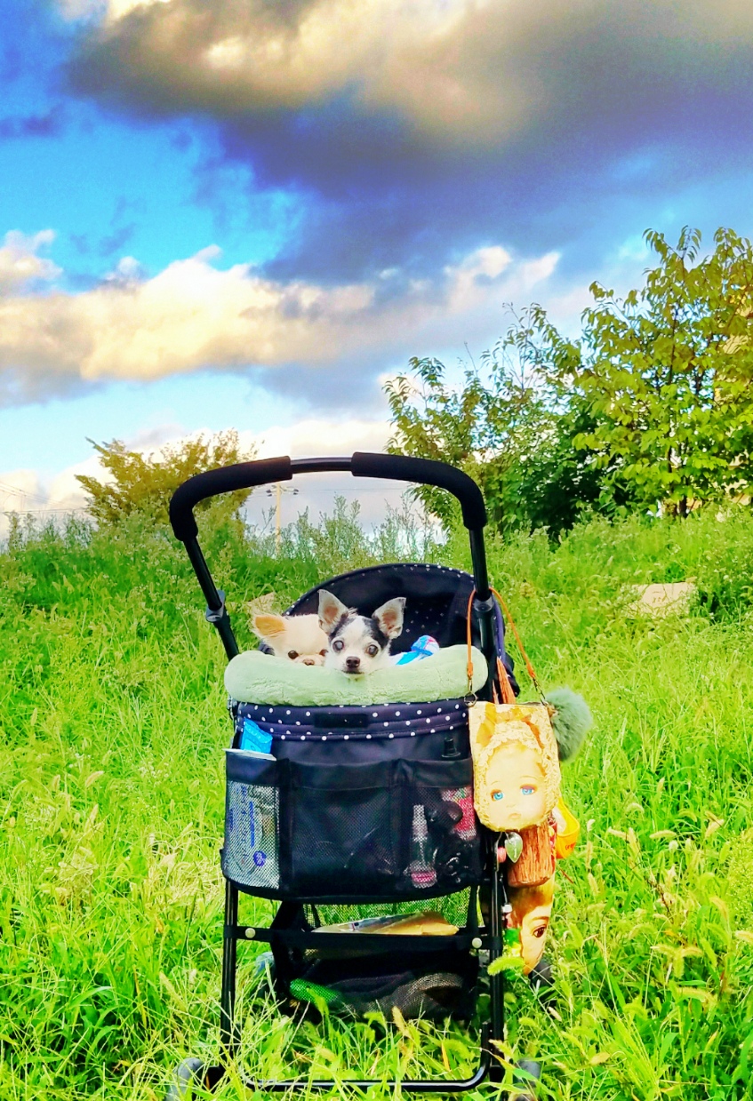 Kazuko Ogawa �S�X���� �S�V�b�N �����[�^ �f�U�C�i�[