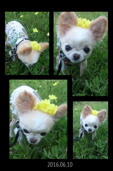 Kazuko Ogawa �S�X���� �S�V�b�N �����[�^ �f�U�C�i�[