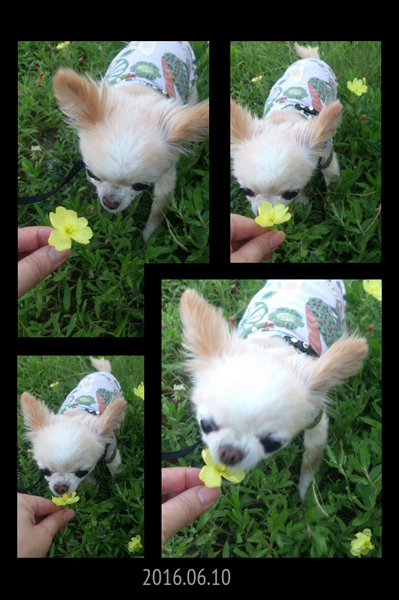 Kazuko Ogawa �S�X���� �S�V�b�N �����[�^ �f�U�C�i�[