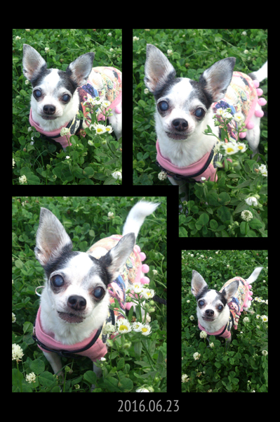 Kazuko Ogawa �S�X���� �S�V�b�N �����[�^ �f�U�C�i�[