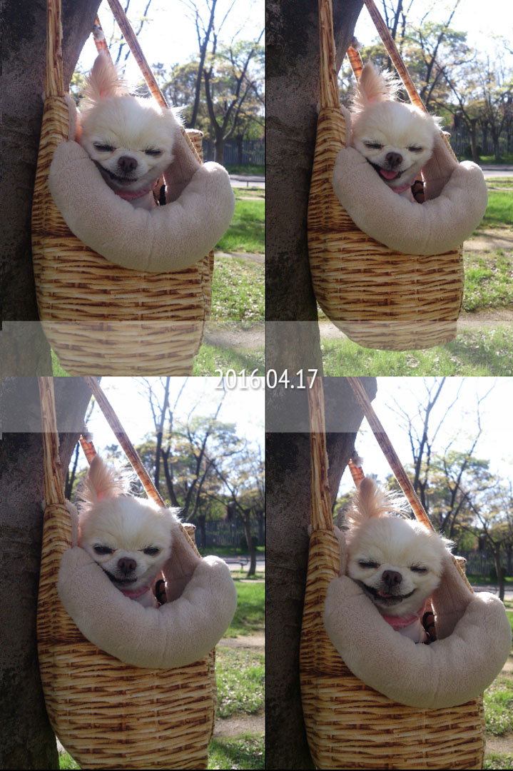 Kazuko Ogawa �S�X���� �S�V�b�N �����[�^ �f�U�C�i�[