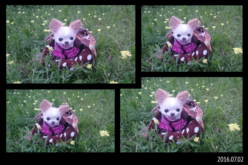 Kazuko Ogawa �S�X���� �S�V�b�N �����[�^ �f�U�C�i�[