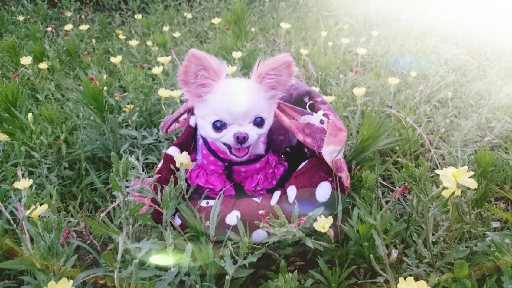 Kazuko Ogawa �S�X���� �S�V�b�N �����[�^ �f�U�C�i�[