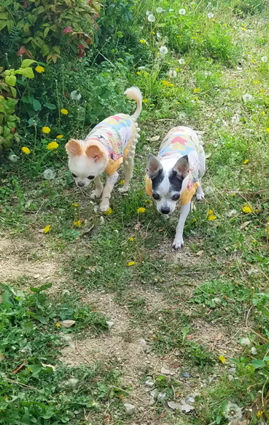 Kazuko Ogawa �S�X���� �S�V�b�N �����[�^ �f�U�C�i�[