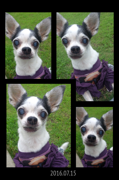 Kazuko Ogawa �S�X���� �S�V�b�N �����[�^ �f�U�C�i�[