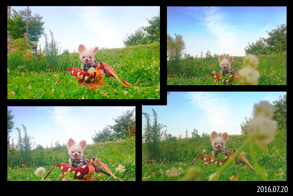 Kazuko Ogawa �S�X���� �S�V�b�N �����[�^ �f�U�C�i�[