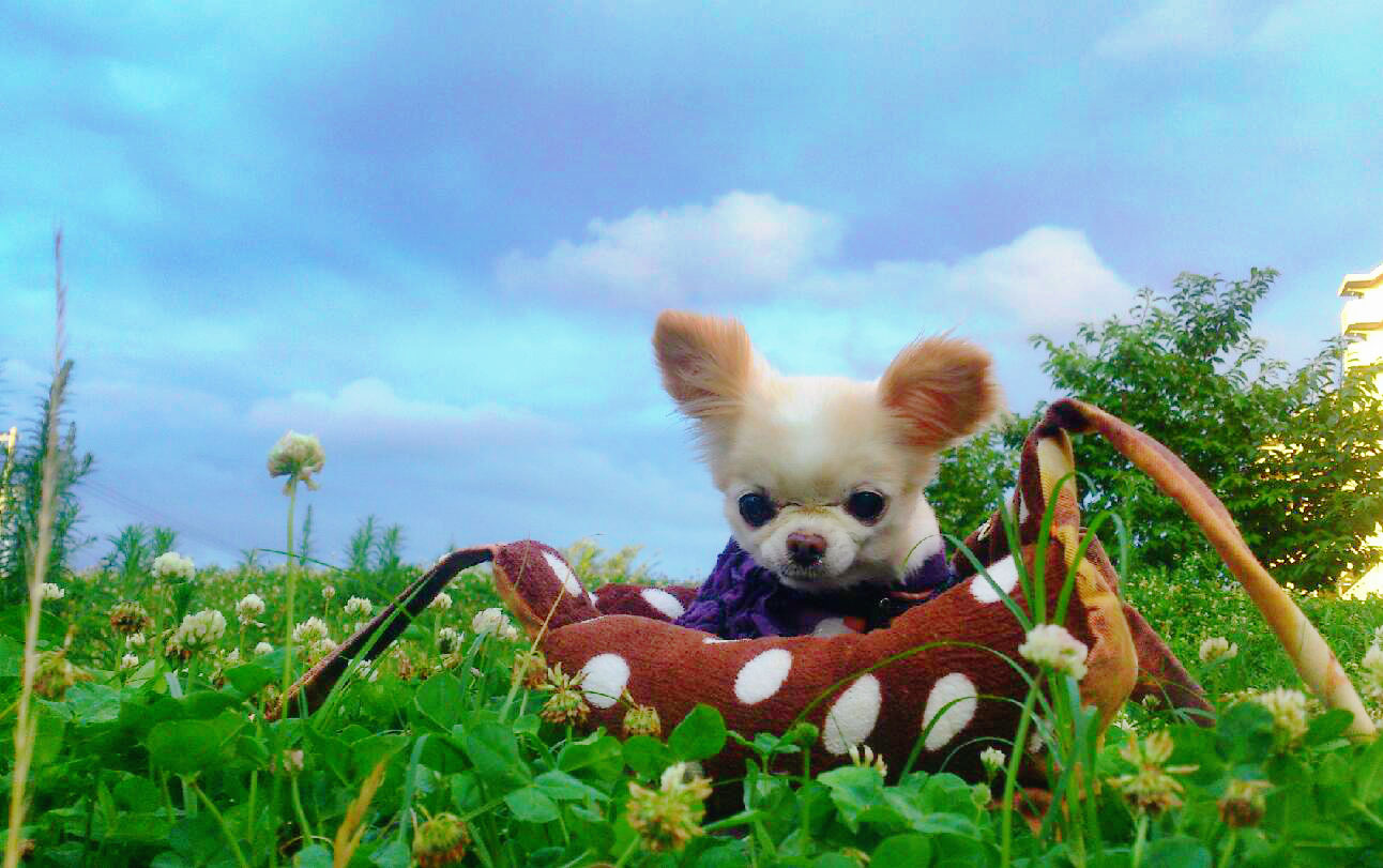 Kazuko Ogawa �S�X���� �S�V�b�N �����[�^ �f�U�C�i�[