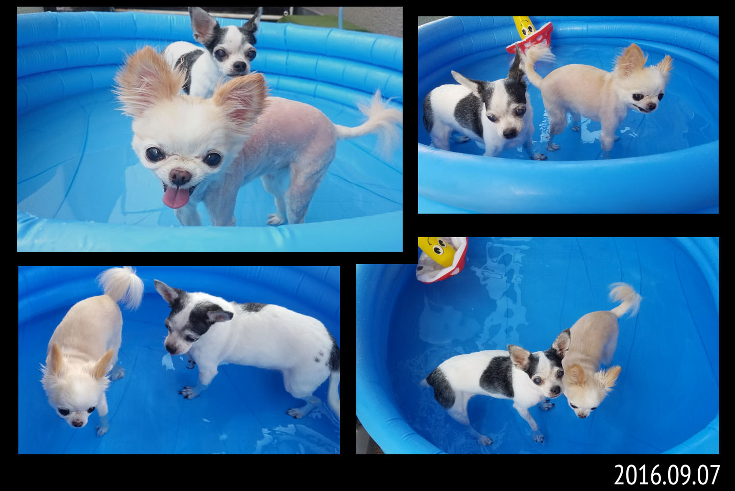 Kazuko Ogawa �S�X���� �S�V�b�N �����[�^ �f�U�C�i�[