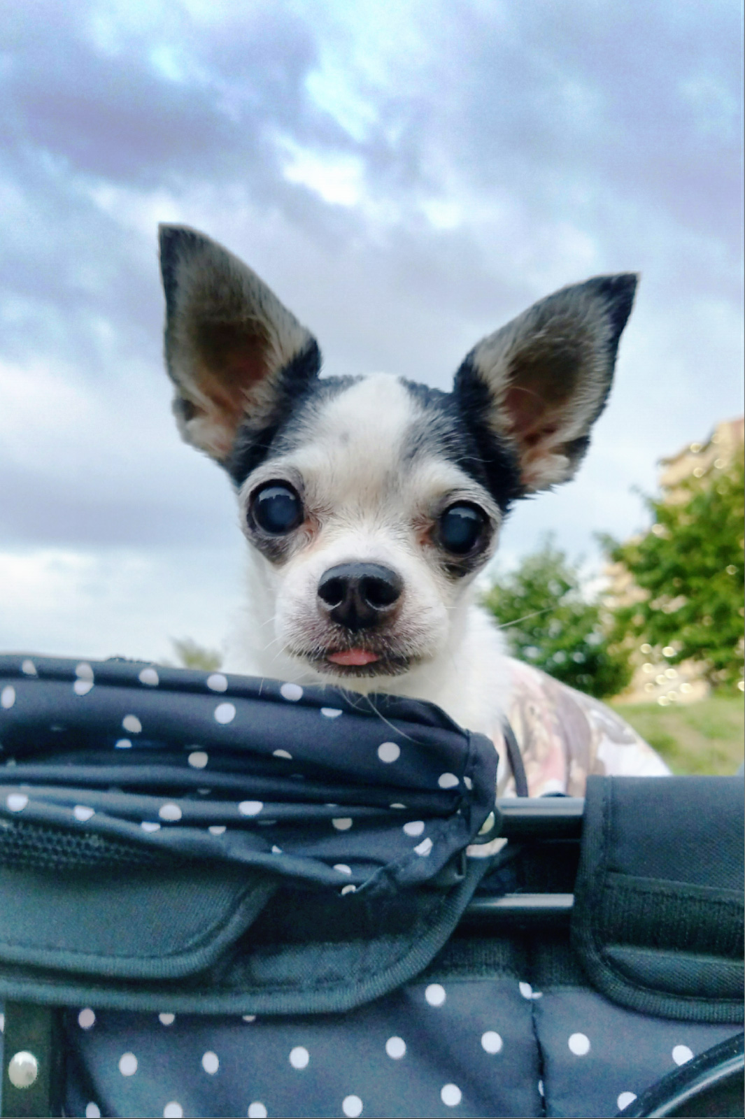 Kazuko Ogawa �S�X���� �S�V�b�N �����[�^ �f�U�C�i�[