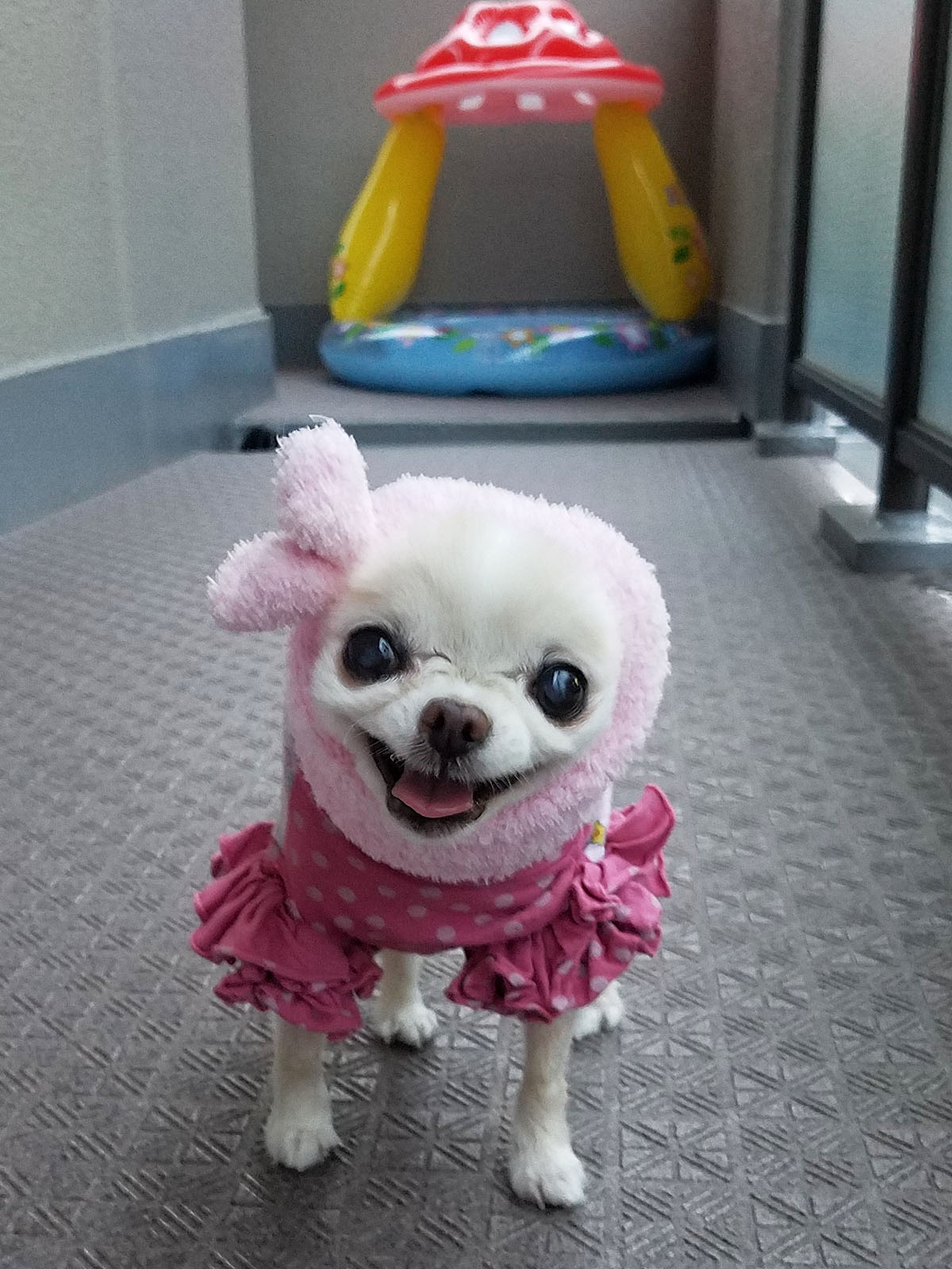 Kazuko Ogawa �S�X���� �S�V�b�N �����[�^ �f�U�C�i�[