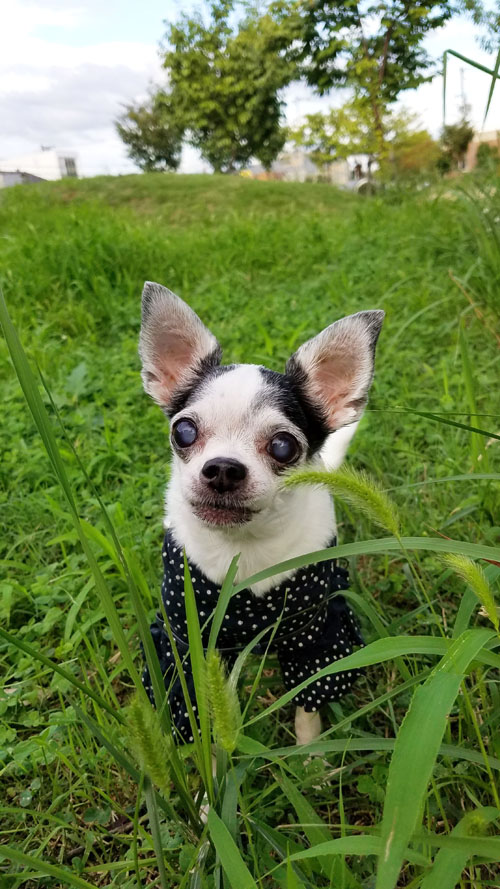 Kazuko Ogawa �S�X���� �S�V�b�N �����[�^ �f�U�C�i�[