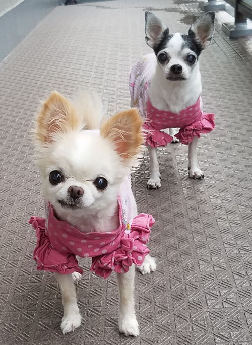 Kazuko Ogawa �S�X���� �S�V�b�N �����[�^ �f�U�C�i�[