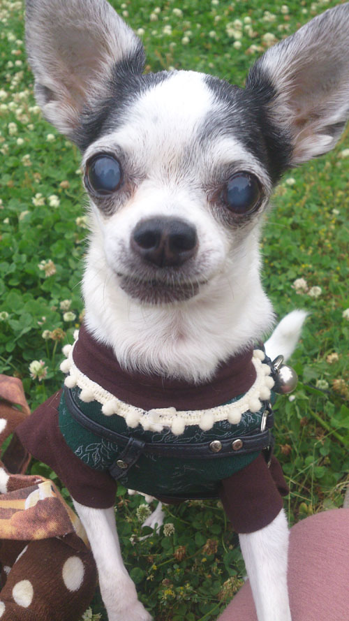 Kazuko Ogawa �S�X���� �S�V�b�N �����[�^ �f�U�C�i�[