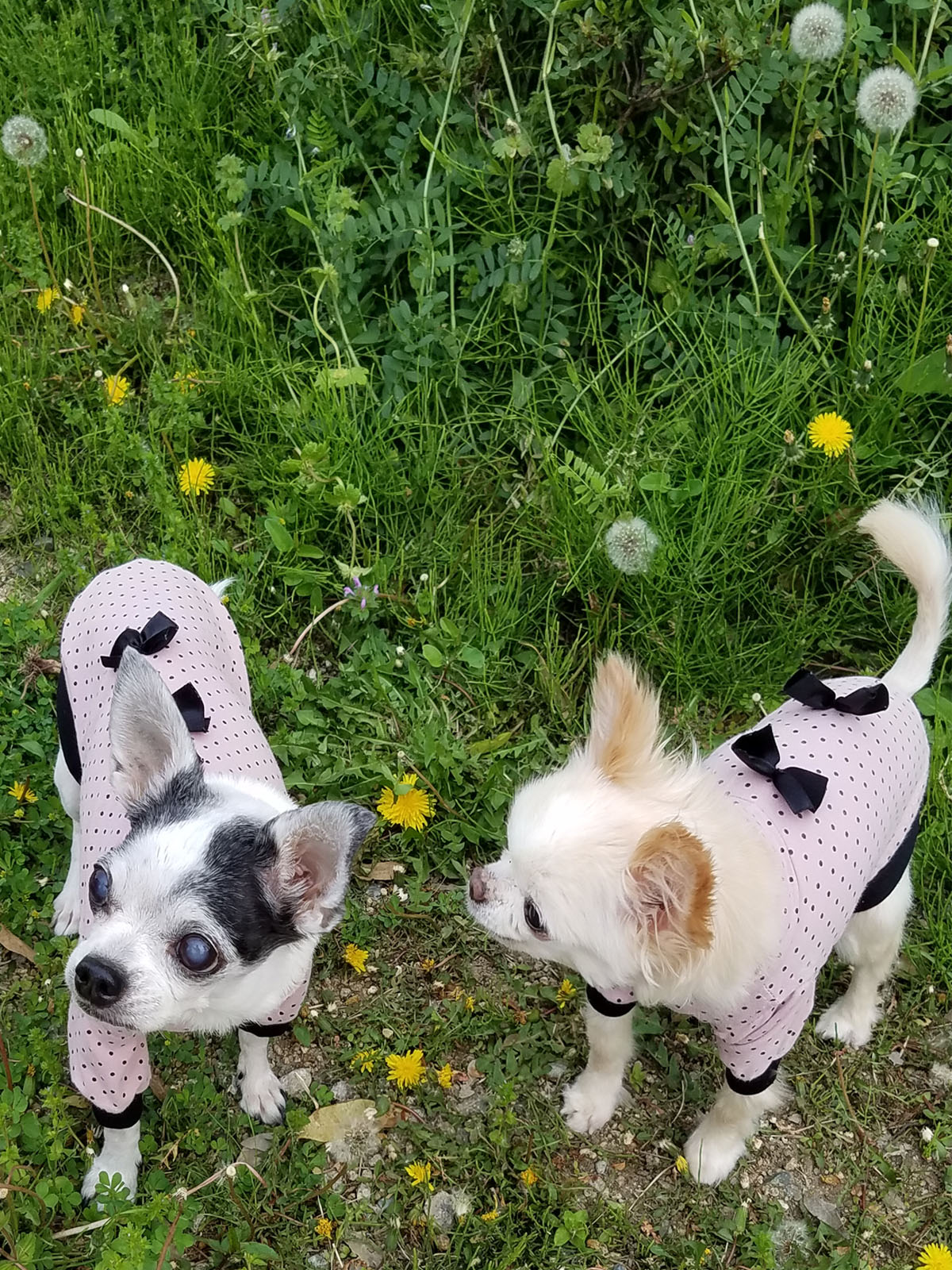 Kazuko Ogawa �S�X���� �S�V�b�N �����[�^ �f�U�C�i�[