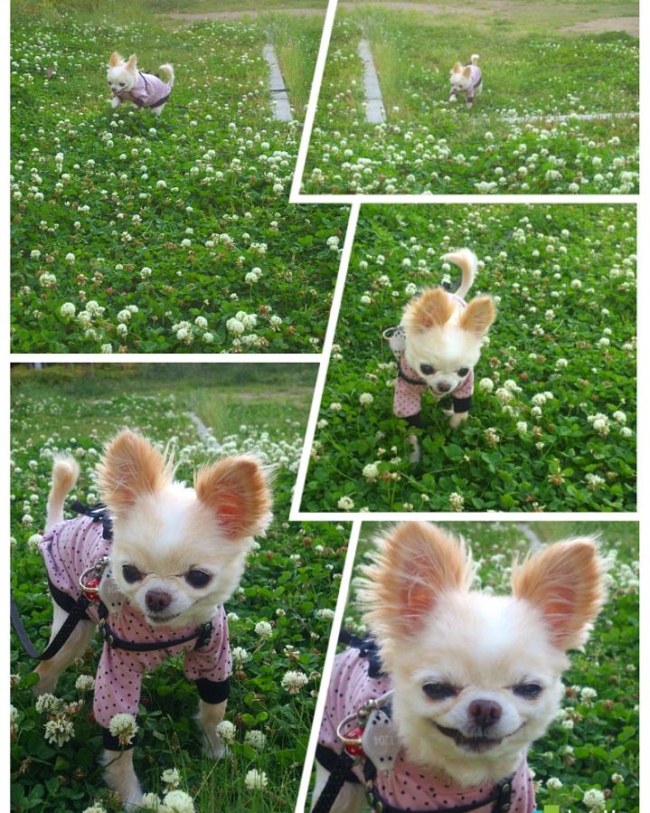 Kazuko Ogawa �S�X���� �S�V�b�N �����[�^ �f�U�C�i�[