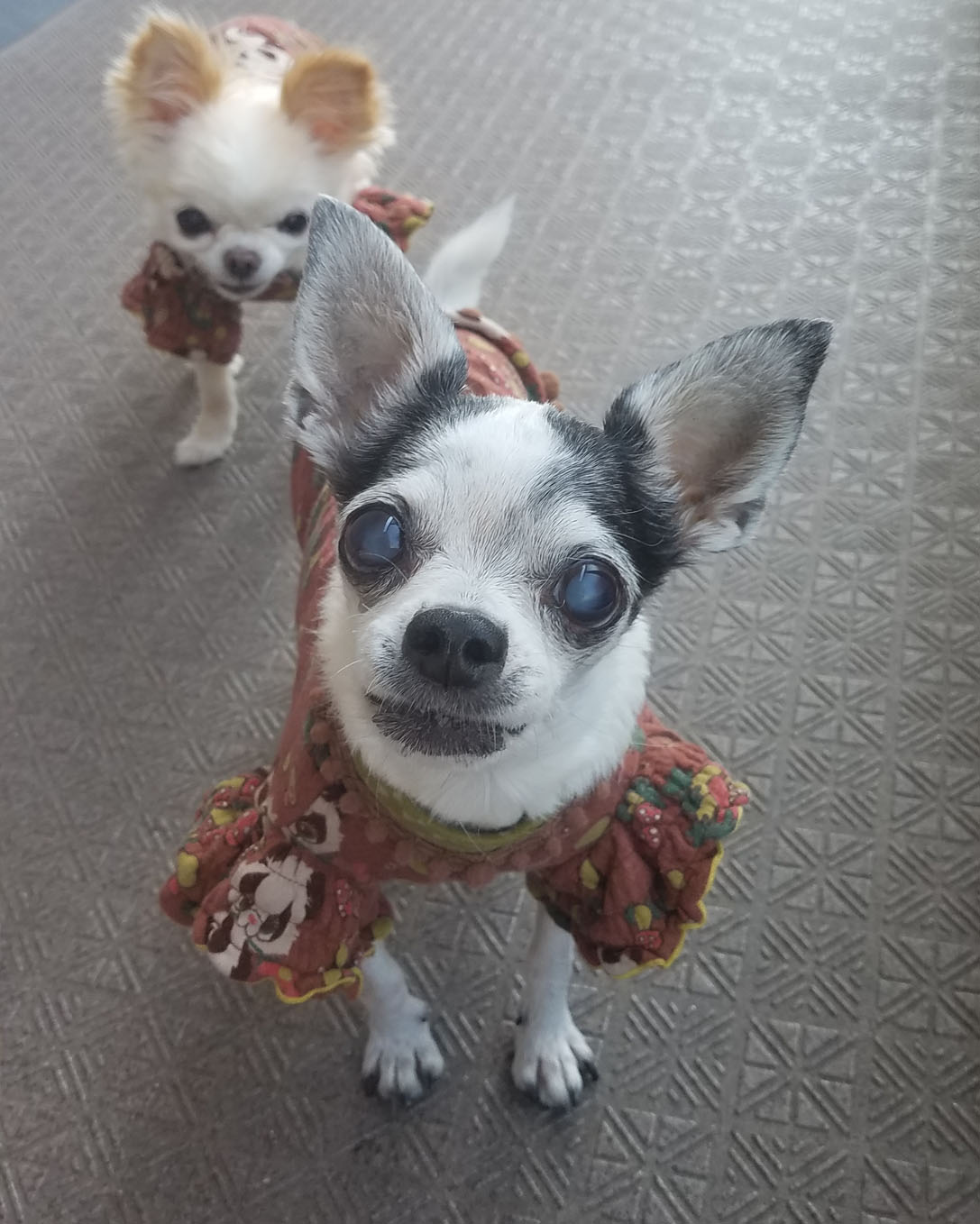 Kazuko Ogawa �S�X���� �S�V�b�N �����[�^ �f�U�C�i�[