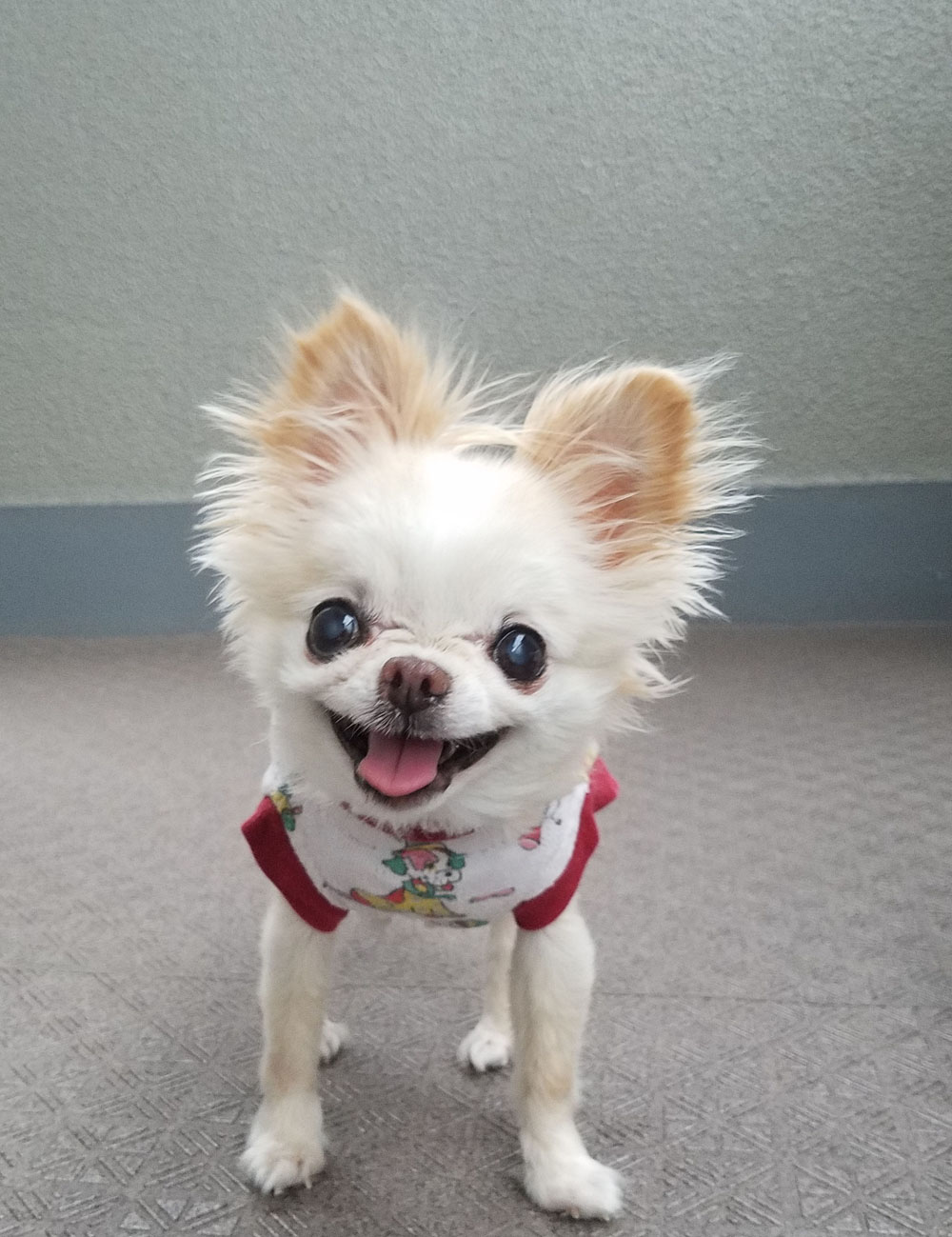 Kazuko Ogawa �S�X���� �S�V�b�N �����[�^ �f�U�C�i�[