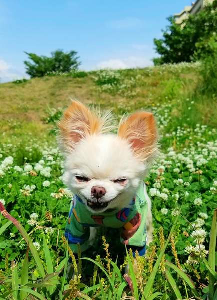 Kazuko Ogawa �S�X���� �S�V�b�N �����[�^ �f�U�C�i�[