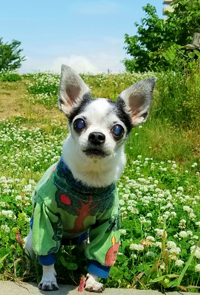 Kazuko Ogawa �S�X���� �S�V�b�N �����[�^ �f�U�C�i�[