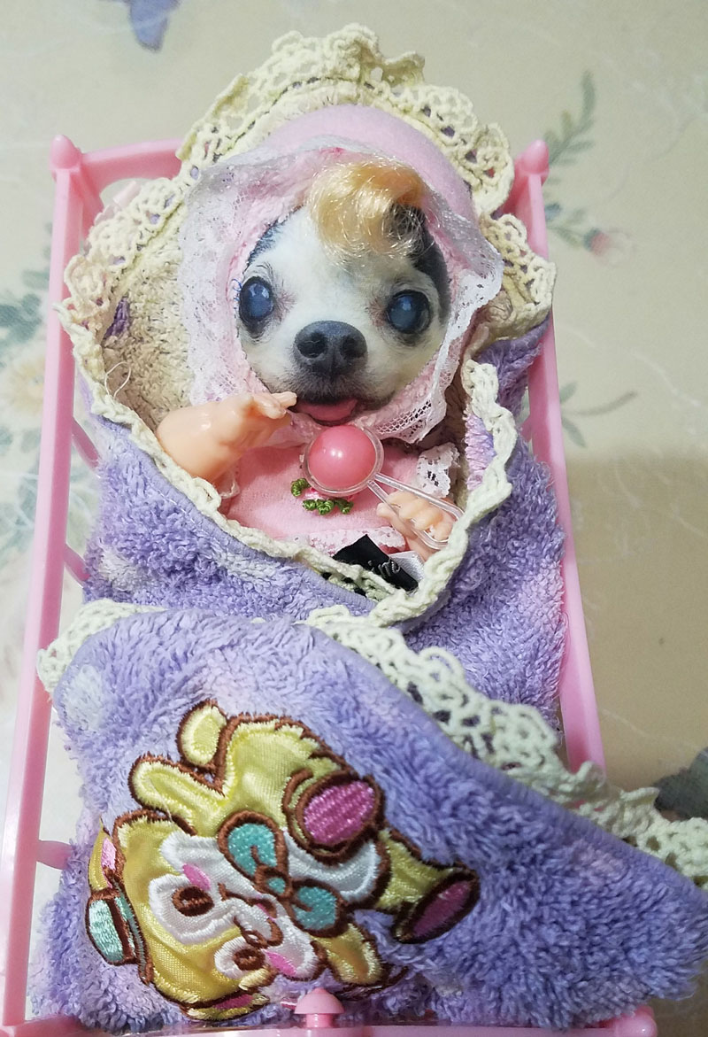 KAZUKO OGAWA TITI LALA chihuahua �`����