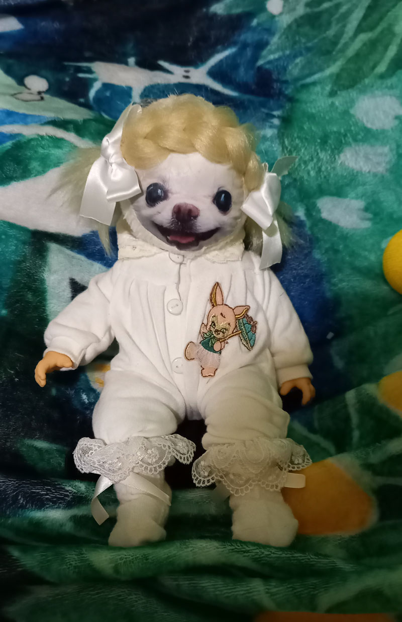 KAZUKO OGAWA TITI LALA chihuahua �`����