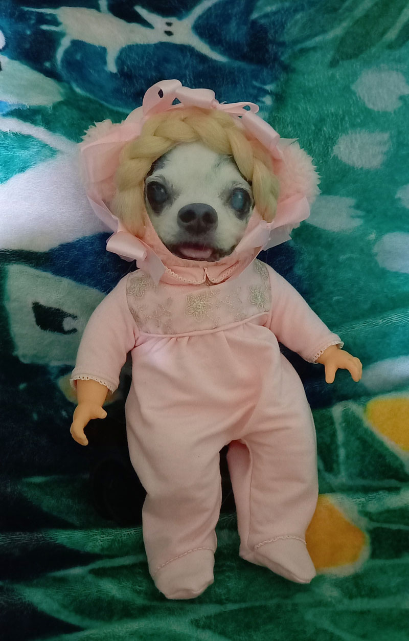 KAZUKO OGAWA TITI LALA chihuahua �`����