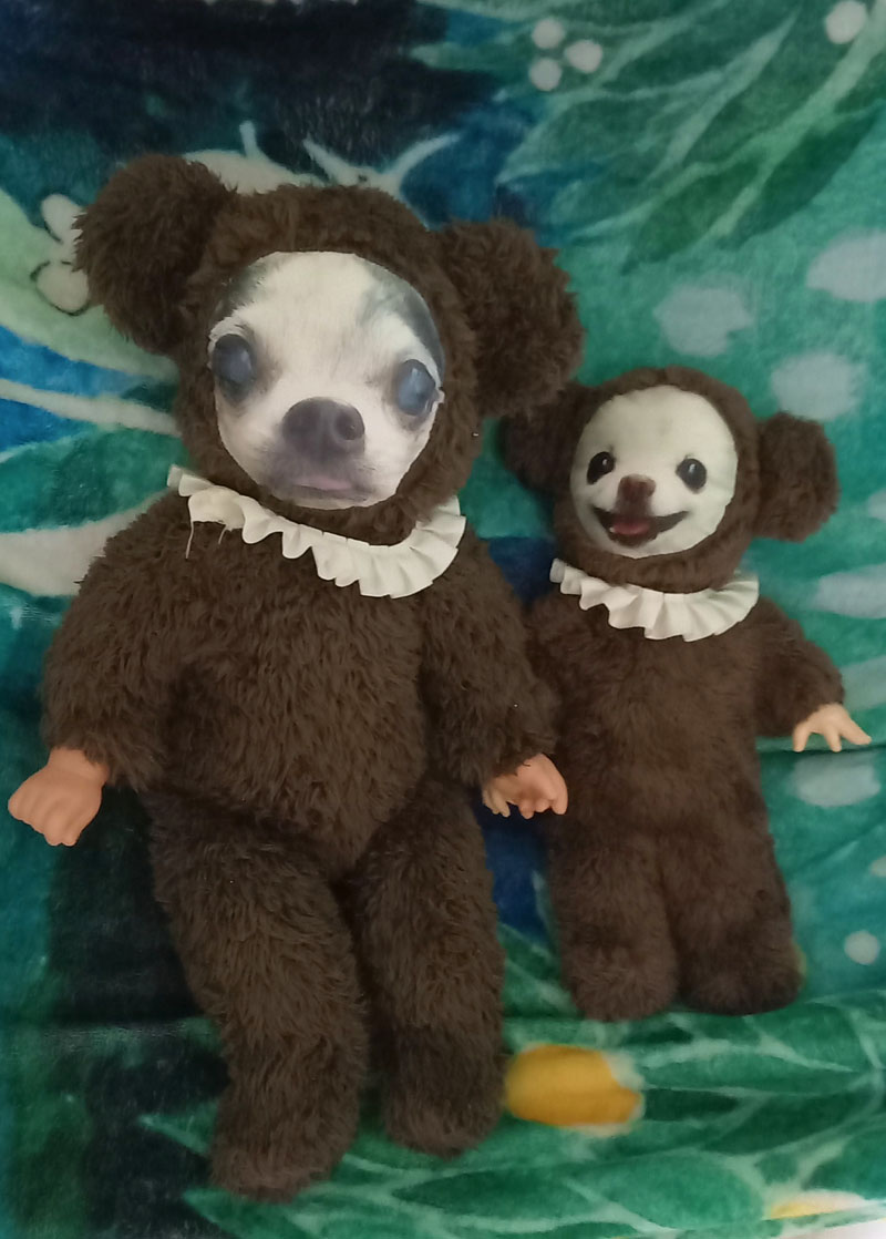 KAZUKO OGAWA TITI LALA chihuahua �`����