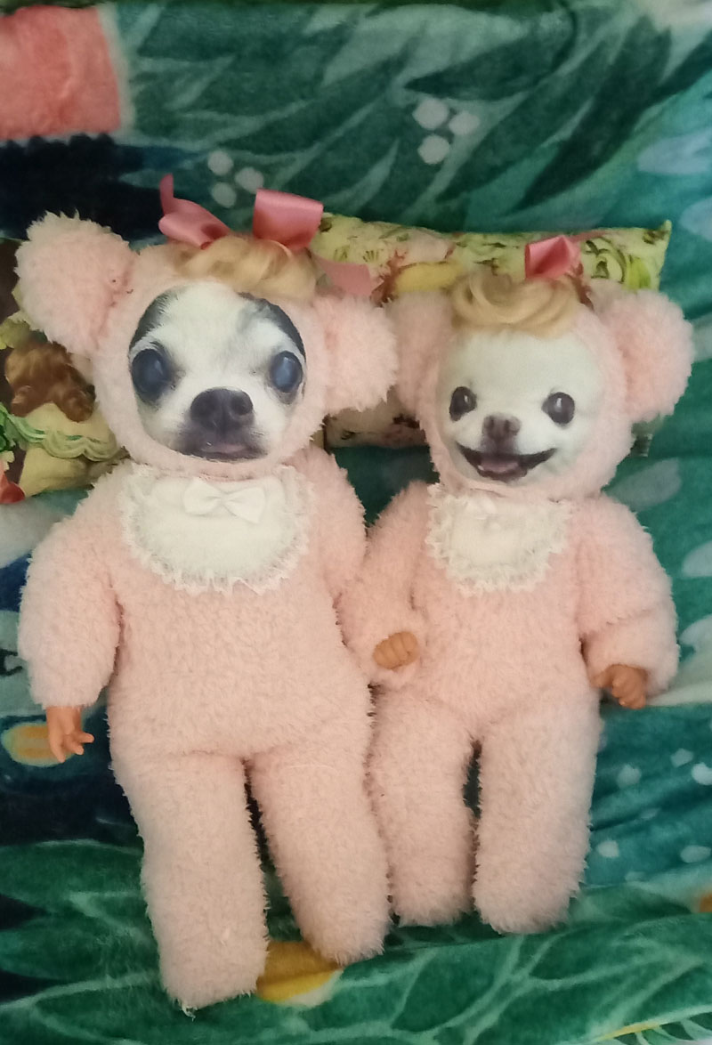 KAZUKO OGAWA TITI LALA chihuahua �`����