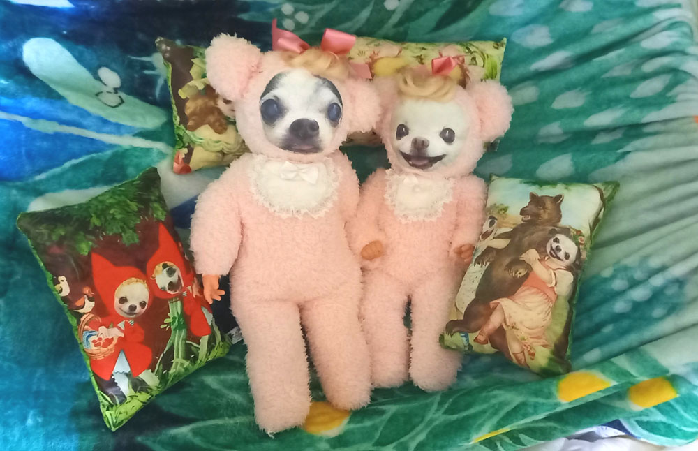 KAZUKO OGAWA TITI LALA chihuahua �`����