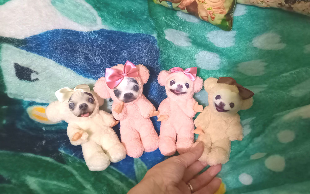 KAZUKO OGAWA TITI LALA chihuahua �`����