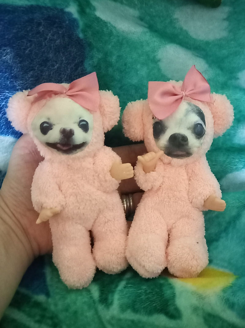 KAZUKO OGAWA TITI LALA chihuahua �`����