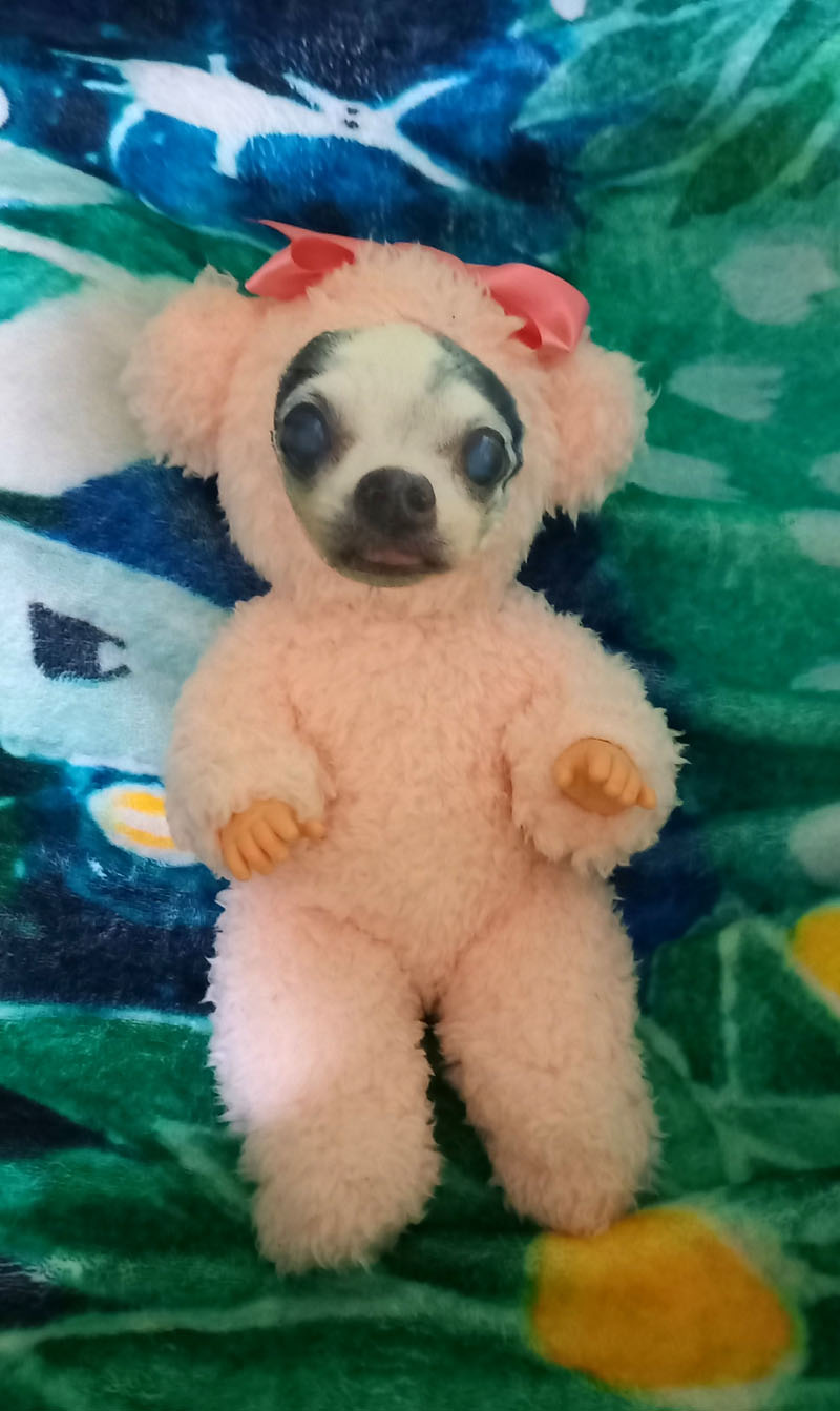 KAZUKO OGAWA TITI LALA chihuahua �`����