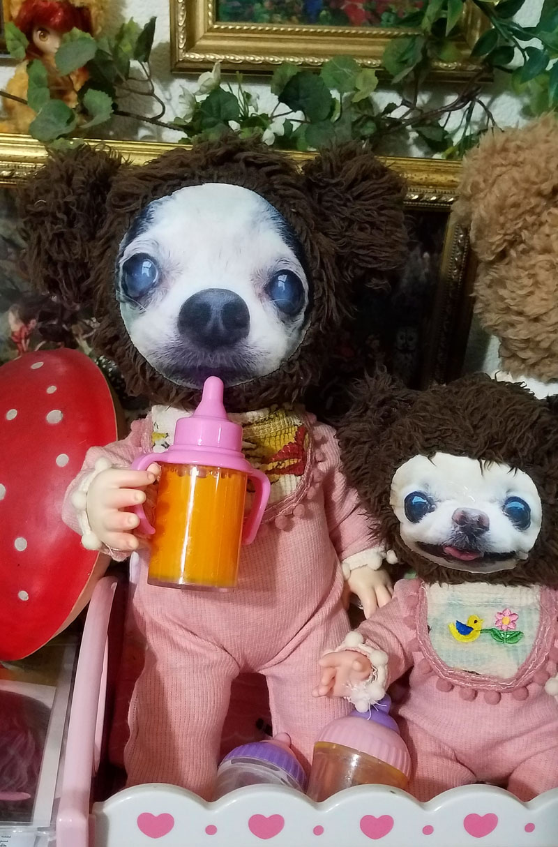 KAZUKO OGAWA TITI LALA chihuahua �`����