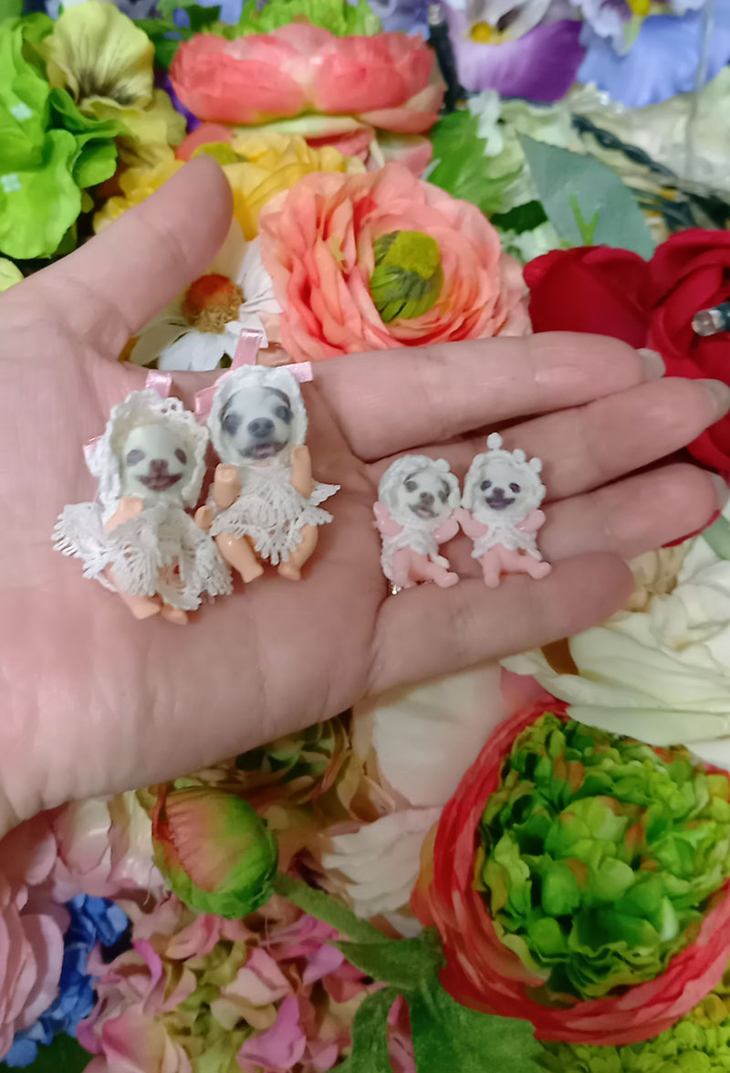 KAZUKO OGAWA TITI LALA chihuahua �`����