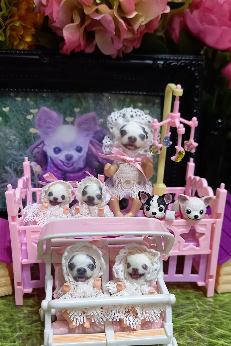 KAZUKO OGAWA TITI LALA chihuahua �`����