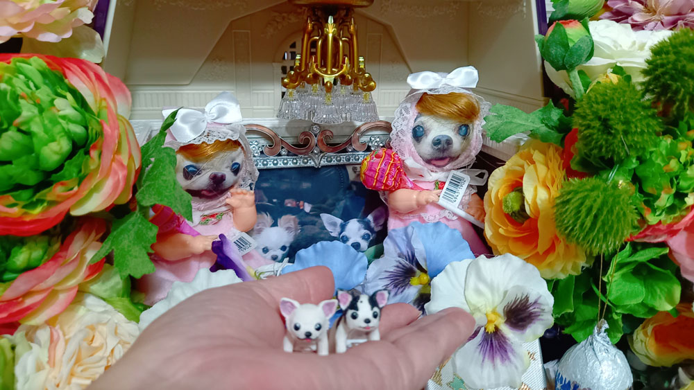 KAZUKO OGAWA TITI LALA chihuahua �`����