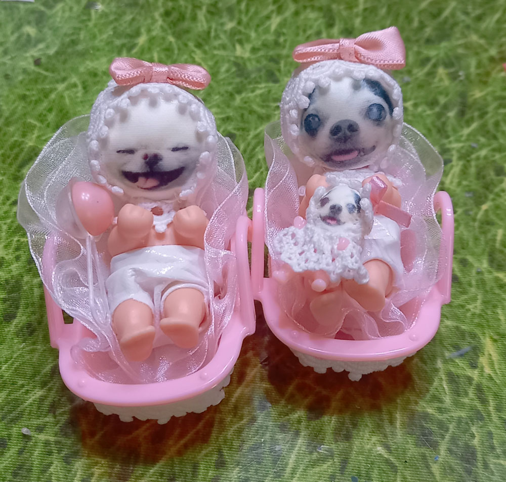 KAZUKO OGAWA TITI LALA chihuahua �`����