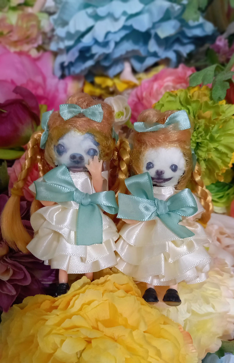 KAZUKO OGAWA TITI LALA chihuahua �`����