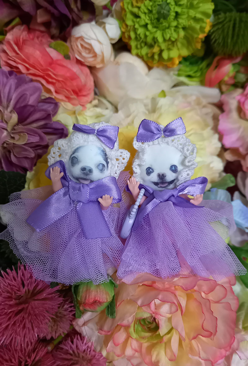 KAZUKO OGAWA TITI LALA chihuahua �`����